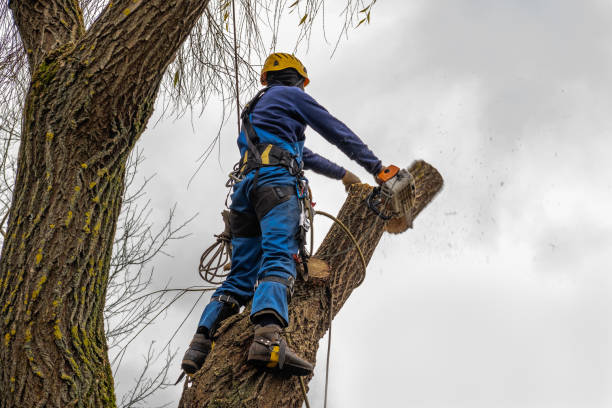 Best Fruit Tree Pruning  in Clinton, TN