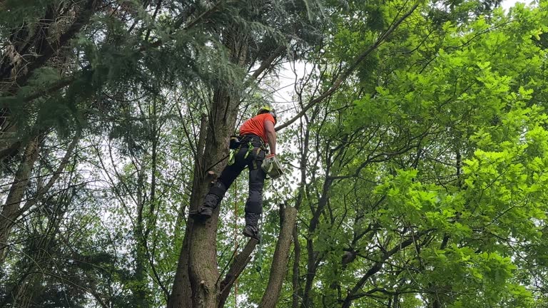 Best Tree Health Inspection  in Clinton, TN