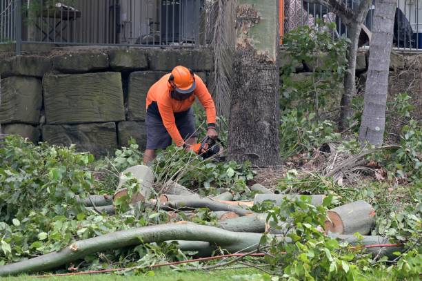 Why Choose Our Tree Removal Services in Clinton, TN?